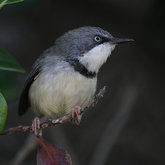 Birds at Felicita Farm
